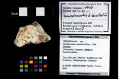 Foto (Objekt + Etikett) von Goniodromites bidentatus (Reuss, 1859)  (NHMW-GEO-1990-0041-0403)